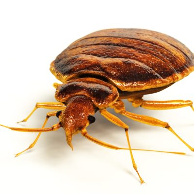 Lifelike 3D rendering of a bedbug.